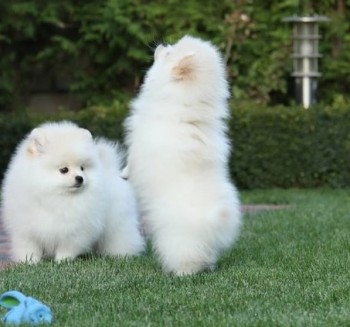 Absolutely Gorgeous  Pomeranian Puppies