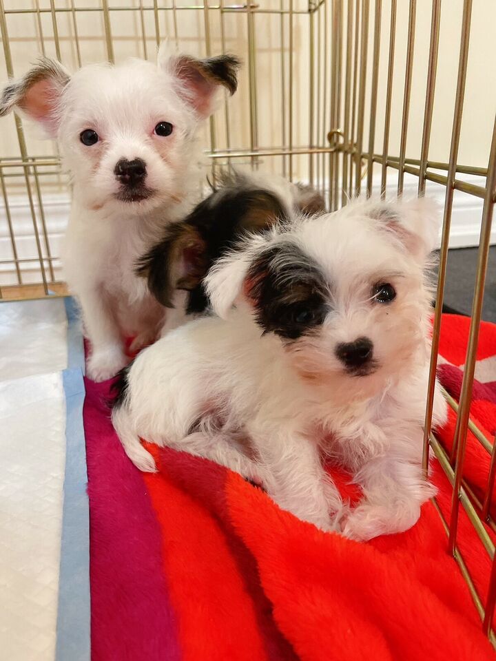 Morkie/ Yorkshire Mix Puppies Ready (1 A