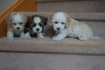 shihpoo Puppies 2 males &1 female