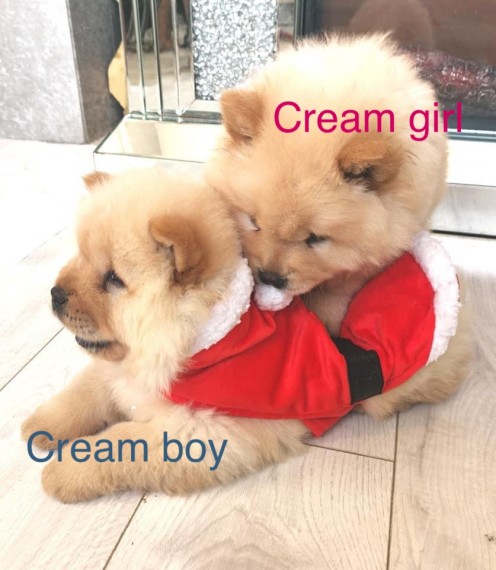 Pedigree Chow Chow Puppies Ready For New