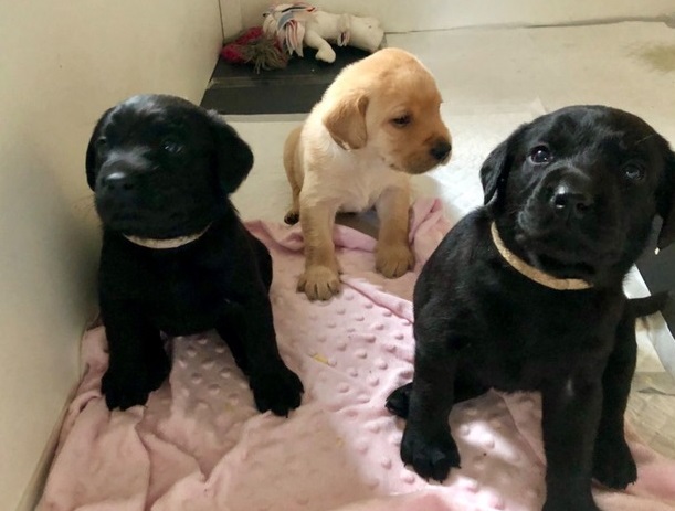 Labrador Puppies ready for adoption.