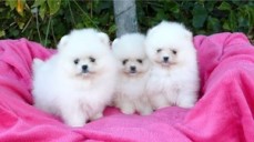 Pomeranian puppies now ready to meet the