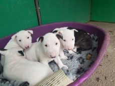 Bull terrier puppies