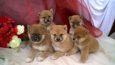 Shiba Inu puppies Now Available