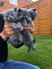 Pure breed  British Shorthair kittens. R