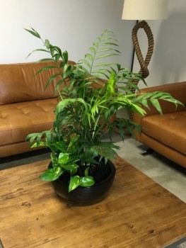 Best Office Plant Hire Melbourne