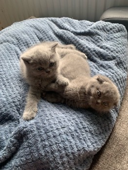  Scottish Fold kittens are Looking For N