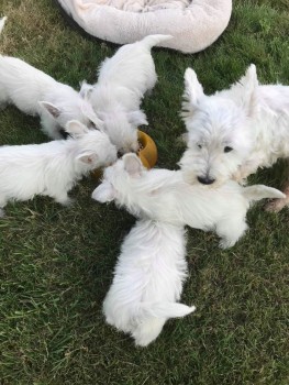 Adorable West Highland Terrier puppies r