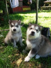 Alaskan Malamute puppies  ready for thei