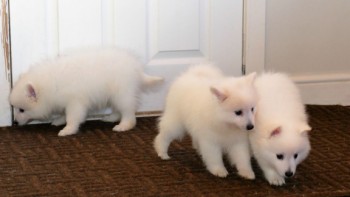 Japanese Spitz puppies now ready to go t