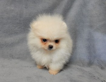 Pomeranian puppy ready for adoption 