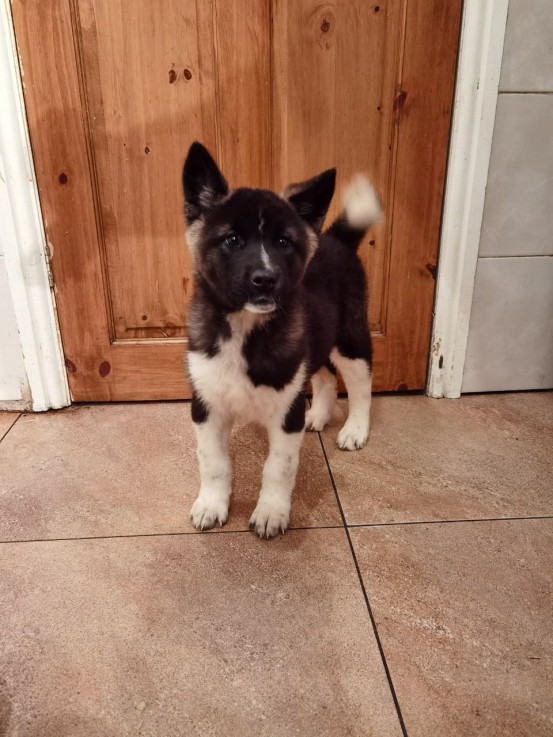 Akita Inu puppy ready for adoption 