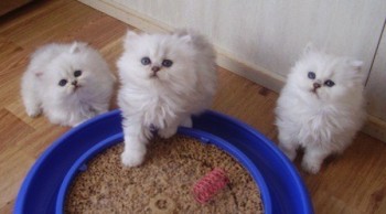 Beautiful Persian Kittens ready for a go