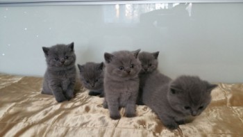British Shorthair Kittens ready for 
