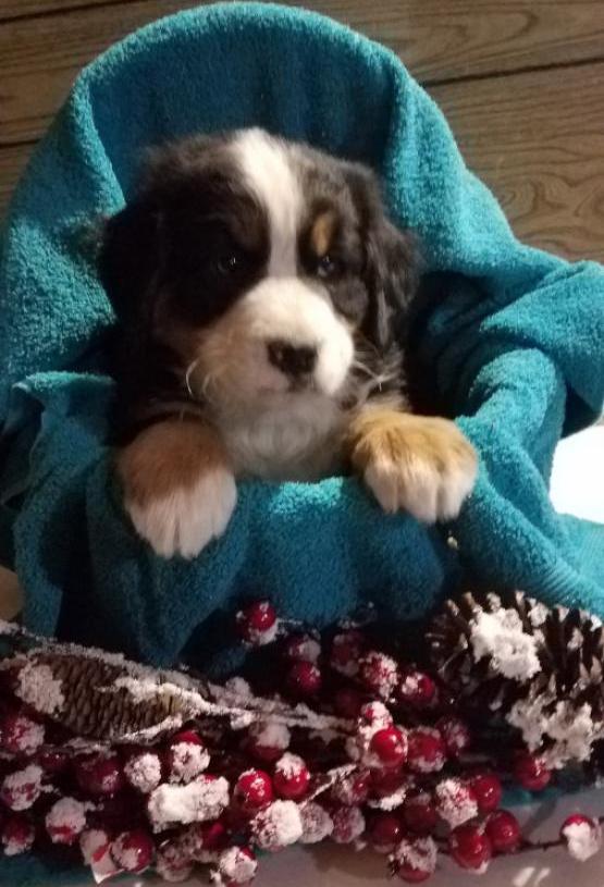 Beautiful Bernese puppy ready for sale
