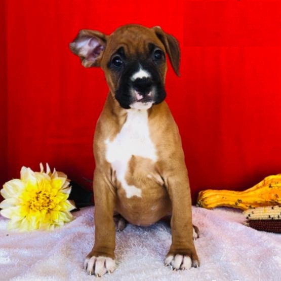 Beautiful Boxer puppy ready for adoption