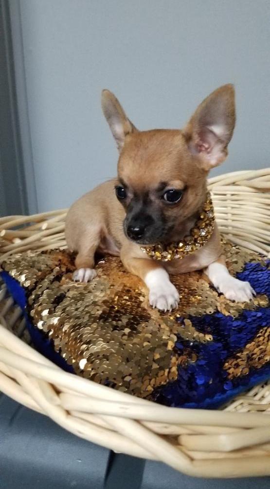 Beautiful Chihuahua puppy ready for sale