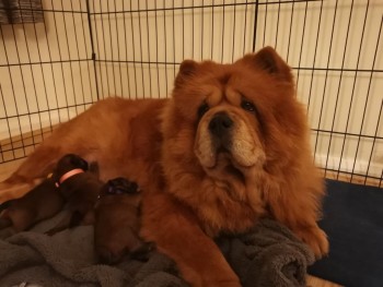 Beautiful Chow Chow puppy ready for sale