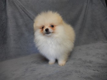 Beautiful Pom puppy ready for adoption 