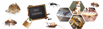 Pest Control Geelong