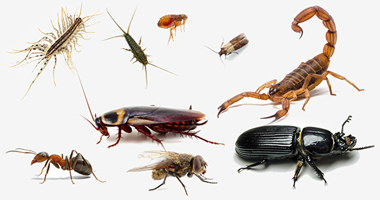 Pest Control Geelong