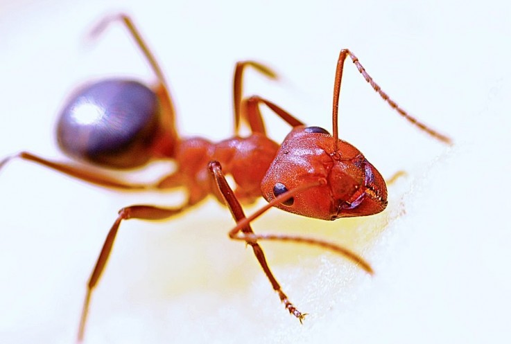 Pest Control Geelong
