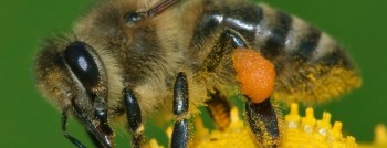 Pest Control Wynnum West