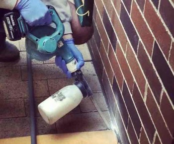 Pest Control Wynnum West