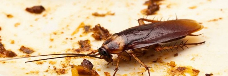 Pest Control New Farm