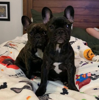 Cute french bulldog puppies for sale 