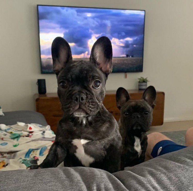 Cute french bulldog puppies for sale 