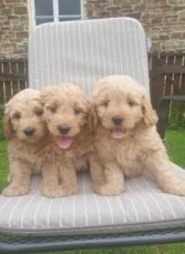 Lovely and cute looking Goldendoodle pup