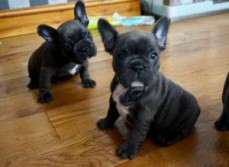 BLUE FRENCH BULLDOG PUPPIES AVAILABLE NO