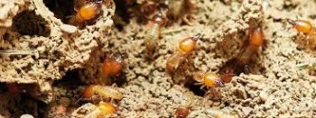 Pest Control Claremont Meadows