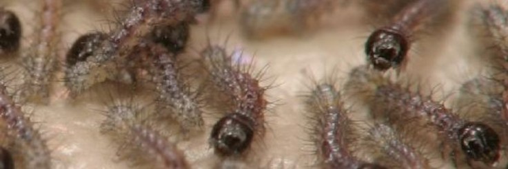 Pest Control Claremont Meadows