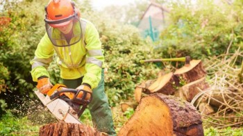 Looking for cheap stump and root removal in Mulgrave?