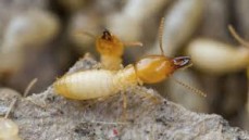 Pest Control East Fremantle