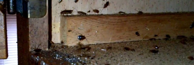 Pest Control East Fremantle