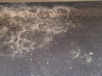 Carpet Cleaning Bayswater