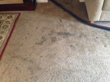 Carpet Cleaning Randwick 