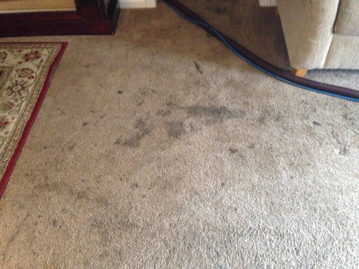 Carpet Cleaning Randwick 