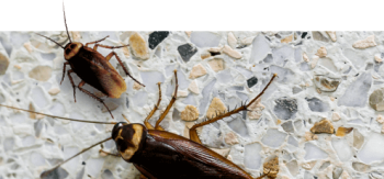 Pest Control Point Cook