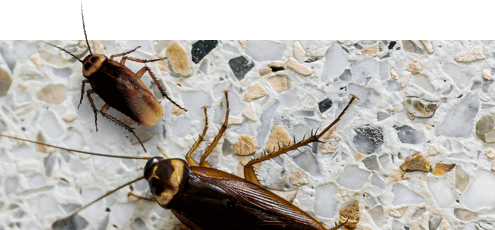 Pest Control Point Cook