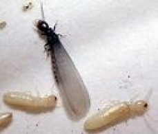 Pest Control South Yarra