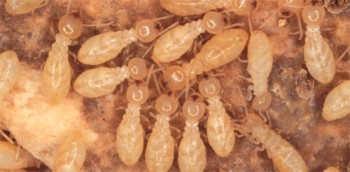 Pest Control South Yarra