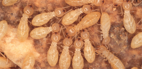 Pest Control South Yarra