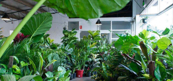 Top Plant Nursery in Australia
