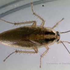 Pest Control Cranbourne