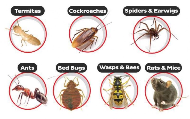 Pest Control Geelong