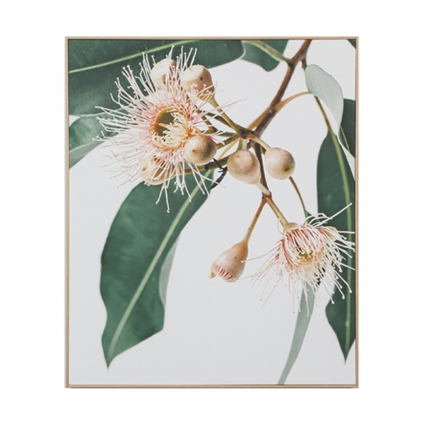 Eucalyptus Flower 2 Framed Canvas